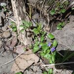 Viola nephrophylla Folla