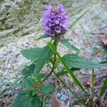 Prunella vulgarisFlower