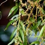 Salix × pendulina Flower