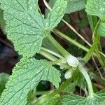 Lamium album Flower