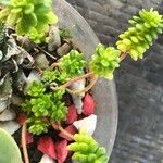 Sedum kimnachii 葉