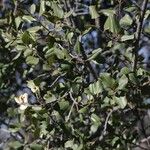 Rhamnus crocea 整株植物