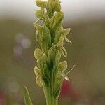 Platanthera hyperborea Floare