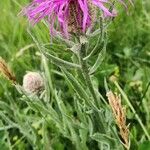 Centaurea uniflora Flower