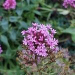 Valeriana lecoqii Blüte