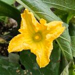 Cucurbita pepo Flower