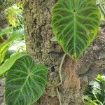 Philodendron verrucosum Blad