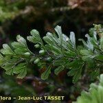 Hymenophyllum wilsonii Blatt