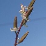 Triglochin bulbosa Fruit