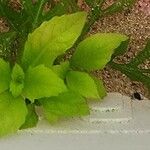 Ludwigia palustris عادت داشتن