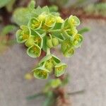 Euphorbia paralias Fruit