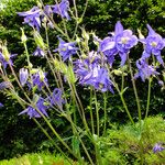 Aquilegia vulgaris Habit