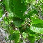 Cissus repens Habit