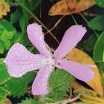 Viola cornuta Blomst