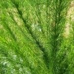 Eupatorium capillifolium Blatt