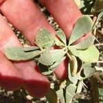 Nitraria retusa Leaf