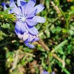 Cichorium endiviaЦветок