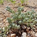 Bombycilaena erecta 整株植物