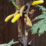 Vachellia collinsii Flower