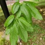 Oxydendrum arboreum Frunză