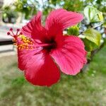 Hibiscus rosa-sinensisKvět