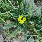 Lithospermum cobrense Habit