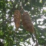 Mucuna urens Fruto