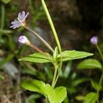 Epilobium duriaei Inny