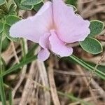 Chamaecytisus purpureus Flower