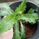 Sonchus asper Blad