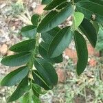 Xanthocercis zambesiaca 葉