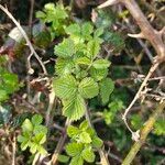 Rubus camptostachys 葉