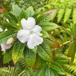 Impatiens sodeniiFlor