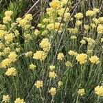 Helichrysum stoechas Virág