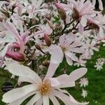 Magnolia stellata Квітка