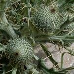 Cirsium echinatum 果実
