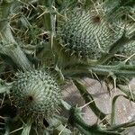 Cirsium echinatum Ffrwyth