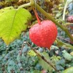 Physalis alkekengi Fruchs