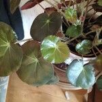 Begonia erythrophylla List