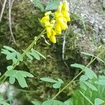 Cytisus nigricans Λουλούδι