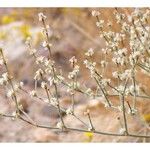 Eriogonum baileyi