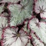 Begonia rex Leaf