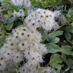 Clematis vitalba Fruit