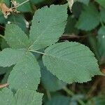 Rubus rhombicus Leaf