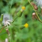 Senecio sylvaticusFlower