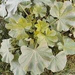 Malva parvifloraपत्ता