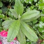 Cirsium altissimum ഇല