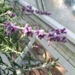 Salvia leucantha Blüte