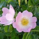 Rosa canina Blomst