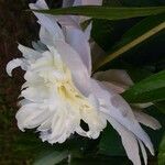 Paeonia officinalis Kwiat